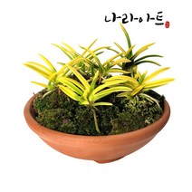 나라아트 황토 야생화 옹기 분재 화분, 황토색