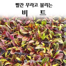 [모종심는아빠] 빨간 무라고 불리는 비트, 모종25개