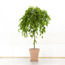 화수분 대형 킹벤자민 실내공기정화식물 카페화분 신혼집화분, 이태리토분 황토색, 1개