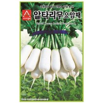 알타리 무 씨앗 요맘때 20g 아삭 맛 좋은 가을 김치 텃밭 김장 채소 종자 월동 재배 농사