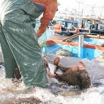 서천어부의 자연산 배 하얀 광어회 한마리, 1박스, 300g(내외)