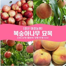 복숭아나무 묘목2년생(접목1년) 경산대경농원 신비/유명/엘바트/경봉/천홍/신선 [각종 묘목/조경수/약용식물 다량보유], 유명, 특묘