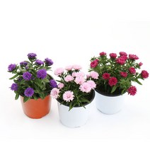 갑조네 아스타 색상랜덤 야생화 노지월동 꽃화분 공기정화식물 꽃모종, 1개