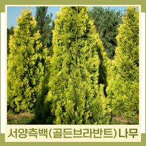 서양측백/골든브라반트 나무 묘목 키1m(분) 1개/정원/공원/조경수