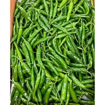 진짜 매운 청양고추 500g / 1kg / 5kg / 10kg 땡초 고추, 특품 1kg