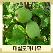 모과나무 묘목 대실모과 R3cm 결실주(분) 1개