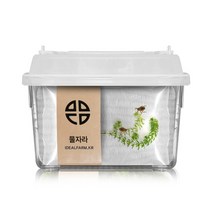 [느을] 물자라 관찰세트 자연 초등교과 곤충