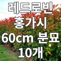 레드로빈 홍가시 60cm 10개 나무 분묘 철쭉마켓 상록수 울타리나무 카페 정원수 옥상 정원 나무시장 묘목시장 반려식물 펜스 공기정화 화분 꽃나무 조경 고급 정원수, 레드로빈 홍가시 60cm 전후10개 묶음 (배송비포함)