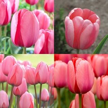 튤립구근-