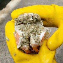 포항 구룡포 홍게 100% 선주 산지 직송 품질과 수율 확실 보장, [단일형]연지+연지 4kg, 1개