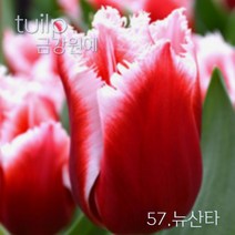 튤립 구근 2022년 입고 금강원예, 57.뉴산타(5구)