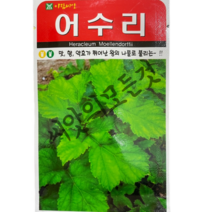 어수리씨앗50립 산나물의왕 미나리과 아람, 1개