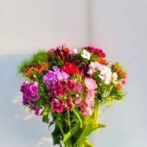 [코코 플라워] 석죽 패랭이꽃 생화택배 꽃배달싼곳 반단 한단, 혼합