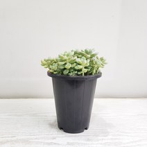온누리농원 라울