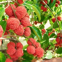 웰빙나무 꾸지뽕나무 실생 2년생 4주 세트 /