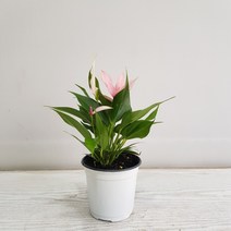 온누리농원 카라안시리움(핑크)
