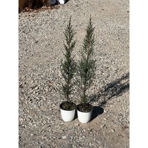 이탈리안 사이프러스 외목대 조경수 크리스마스 트리