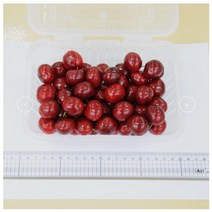 체리나무 자가결실 체리 라핀 [접목1년/콜트대목] kjot