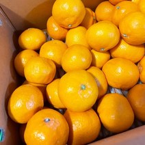 금귤 고당도 제주감귤농장 하우스감귤, 로얄대과 2.5KG