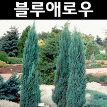 블루애로우 키40~60cm 12cm장포트(120ℓ) 1개/나무 묘목/상록수/조경수