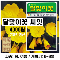 23년산 달맞이꽃 씨앗 4000립