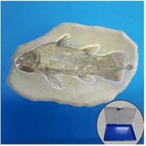 물고기화석모형(보관케이스포함) MST-512