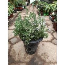 클리핑 로즈마리/연한 보라색 꽃이펴요., 1개