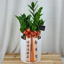 플라워세상 금전수 돈나무 개업 축하 화분, 금전수 탁상용
