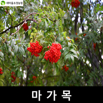 마가목나무 마가목나무묘목 약나무묘목 조경수, 1개