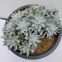 [메카다육]77-0218 두들레야 화이트그리니( 화분포함)다육식물, 1개