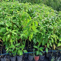 녹나무(3치반포트)5주