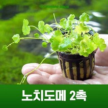 초보 수초 키우기 노치도메 2촉, 단품