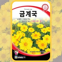금계국 300립 / 꽃씨 금계국씨앗 금계국씨