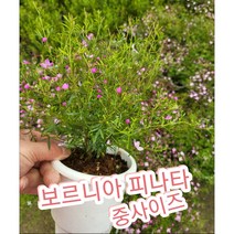 보로니아 피나타(Boronia Pinnata)-중/ 작그마한 예쁜방울이 톡톡 터지는 작은꽃 보르니아