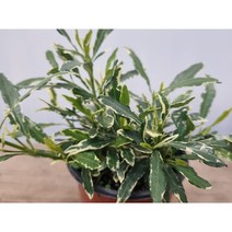 새롬이네정원 무늬치자 야생화