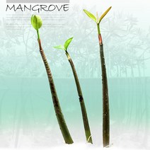 수초-맹그로브 씨앗-수질정화 열대어 어항 수족관 수중식물/헬로아쿠아