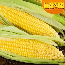 [즉시발송]귀한분께 선물하는 괴산대학찰옥수수 생물/냉동2가지, 6개입, 냉동 달고나 무선별초당/못난이포함