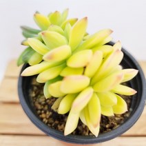 미니벨금 다유기 실내 거실 다육 식물 화분1-30 랜덤, 단품