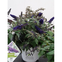 로켓스타인디고 붓들레아, 1개