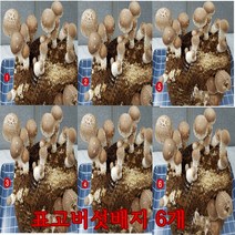 [P0000HAK] 사각 표고버섯 배지 6개묶음 학습 관찰 가정 아파트 재배 유치원 학교, 2세트