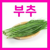 부추씨앗 20g 부추씨 조선부추 파종종자 재배