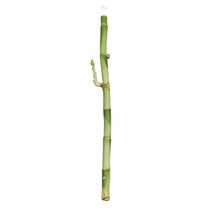 갑조네 개운죽 1p 공기정화식물 수경재배 10cm 20cm 30cm 40cm 50cm 60cm 70cm 80cm 90cm 100cm 수경식물