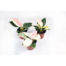 서비내 화이트핑크 콩고 무늬콩고 희귀식물 White Pink-Patterned Congo 플랜테리어 인테리어 공기정화식물, 1개
