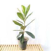 비파나무 중형 접목 묘목 나무 화분 식용 잎 열매 약용 식물 키우기