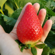 [당일수확] 경남 산청 설향 딸기 생딸기 킹스베리 1kg 제철 과일, 2_3. 킹스베리 특