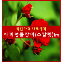 착한가격 나무생각 / 사계넝쿨장미 / 1m / 개화주, 스칼렛, 9999개