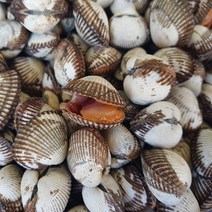 벌교 꼬막왕자 새꼬막 혼함품 1kg, 1개