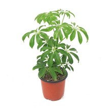 홍콩야자 공기정화식물 실내 거실 미세먼지제거 반려 식물 생화 인테리어