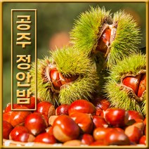 [산지직송] 2022년 공주정안 햇 알밤 대보밤 옥광밤 2kg 대/특대 10만평 유기농재배, [칼집X] 알밤 2kg