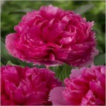 겹작약 4주 벨그레이비어 ( 뇌두3-5 ) 10월 중순